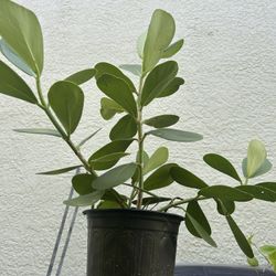 Clusia