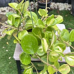 Hoya Obovata Reversa Plant