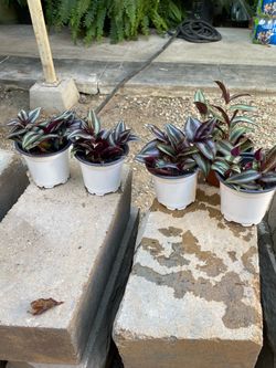 Zebrina plant