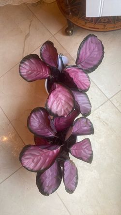 Indoor plant each