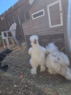 Silkie Rooster