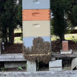 Bees And Hives 