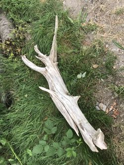 Healing Snail Natural Garden Light Driftwood Art J
