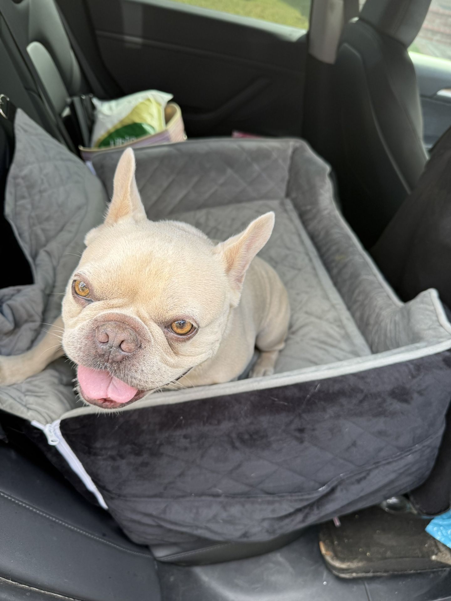 Dog Car Seat