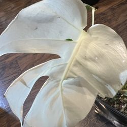 Variegated Monstera Albo Plant Cutting  ( Pls Read Description Below)