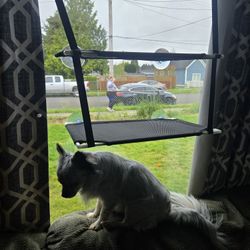 Cat Window Perch