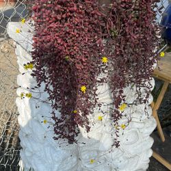 Succulents Yellow Flower 