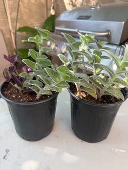 Plants