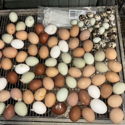 Fresh Farm Eggs 