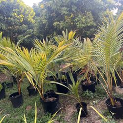 Coconut Palm Trees 