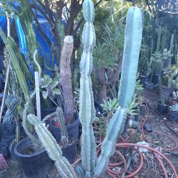 Peruvian Apple Branch Or Cactus Plant