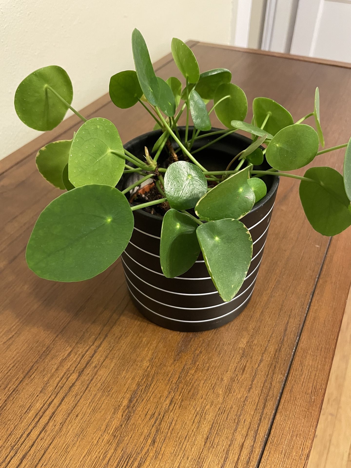 Money Plant (in ceramic pot)