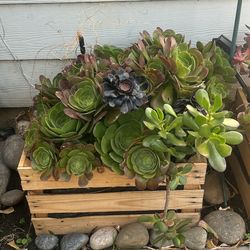 Succulent And Crate $20