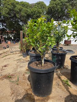 $125 Mexican lime tree 🍋‍🟩 15-gallon