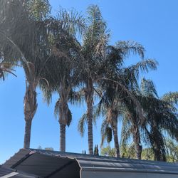 Palm Tree