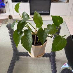 Live Pothos Plant