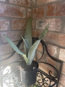 Sansevieria  Moon Shine Plant