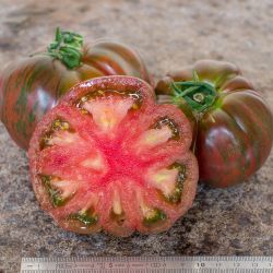 Organic Tomato Plant - Pink Berkeley Tie Dye 