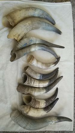 Loose steer horns