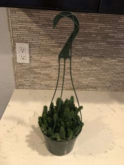 Beautiful rare succulent plant! $22 dollars only!