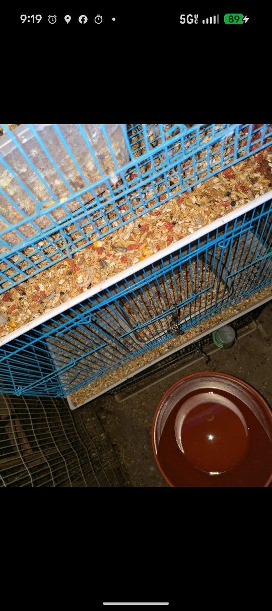 Love Bird Cages