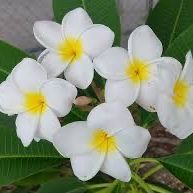 Plumeria “ Samoan Fluff”