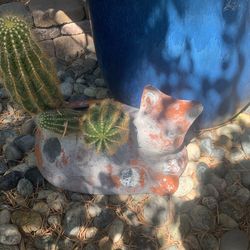Cat Planter With Cactus 