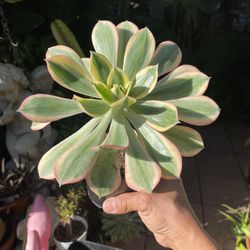 Sunburst Succulent Plant