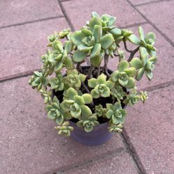Homegrown Beautiful Green Succulents In Ceramic Pot 