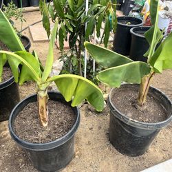 Banana Plant In 25 gal pot 