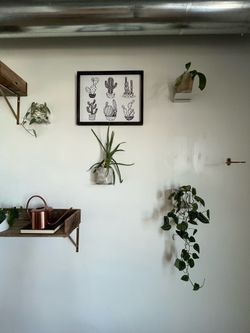 Plants for Sale