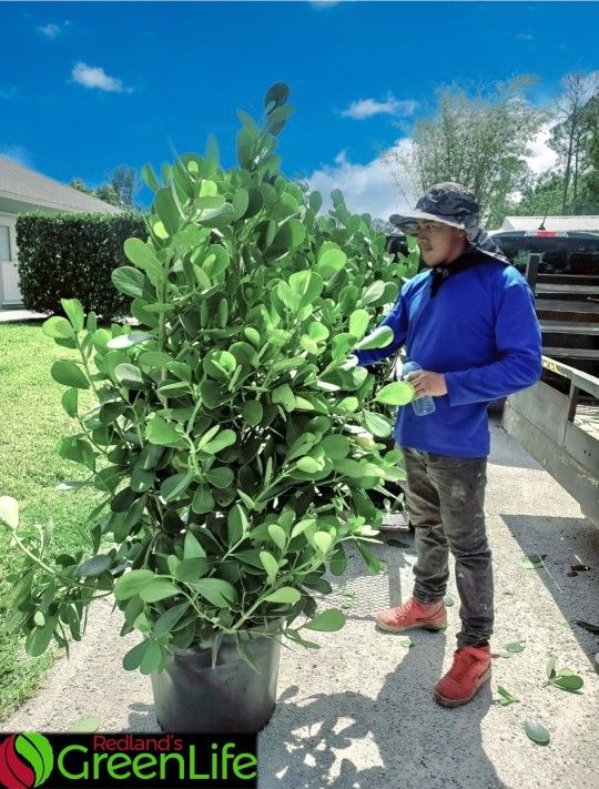 Get CLUSIA Privacy Hedges Delivered for Sale in Fort Myers, FL OfferUp