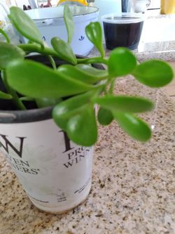 Plant
