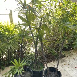 Last Palms (Rhapis) - In Containers
