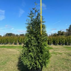 Green Giants Sale (Delivery&Planting Included)