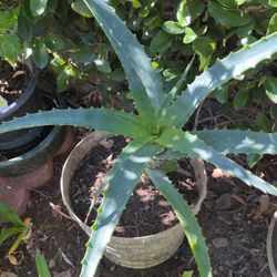 Aloe Vera Plants In Pot Decorative Green Plant Red Flowers 