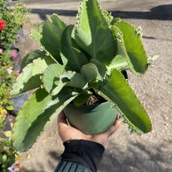 Thousands Mothers Kalanchoe