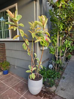 Variegated Rubber Tree Plant in Pot