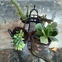 Planta4 Difentes