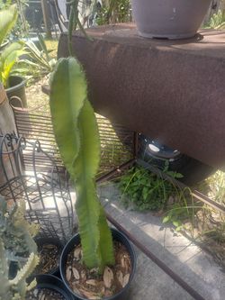 Apple Peruvian Spiralis Cactus 