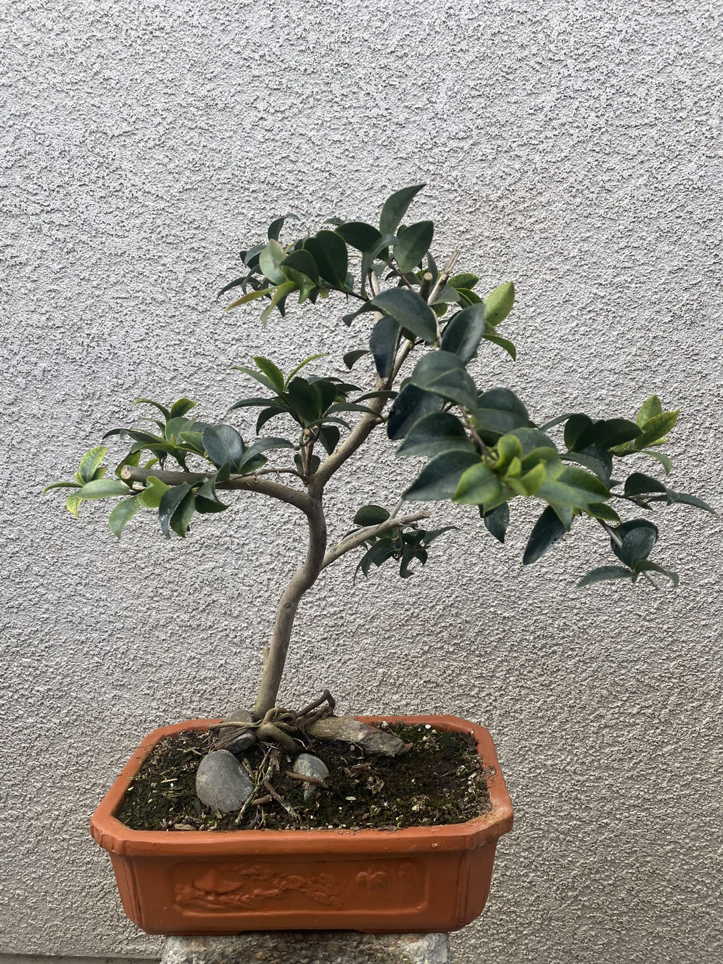 Camelia Bonsai plant 