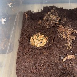 PAC Man Frogs And Pixie Frog 