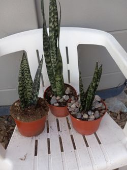 plants