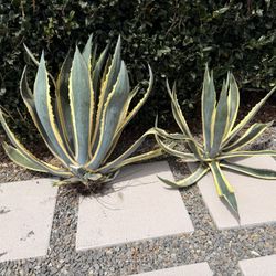 Agave Plants