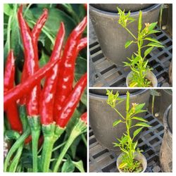 Spicy Hot Thai Dragon Pepper 🌶️ Peppers Chili Veggie Vegetable