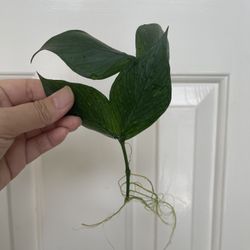 Hoya Polyneura Plant CUTTING - Rooted 