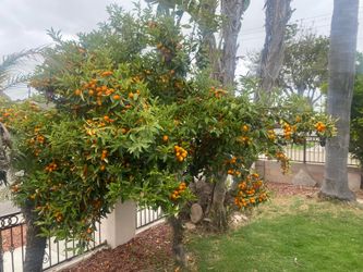 Barter kumquats for gift cards