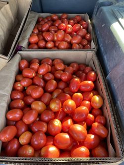 TOMATES ROMA LOOK AT IMAGES FOR MITE INFO