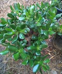 Jade Succulent Plant