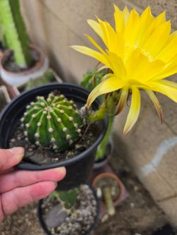 Flowering yellow lily cactus